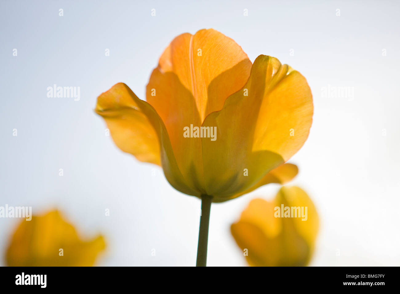 Un tulipano giallo in piena fioritura, close up Foto Stock