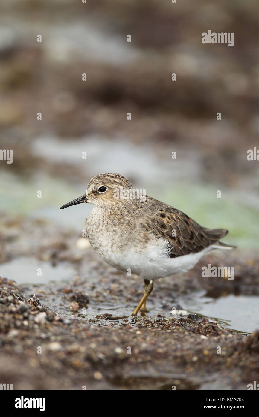 Di Temminck stint (Calidris temminckii) Foto Stock