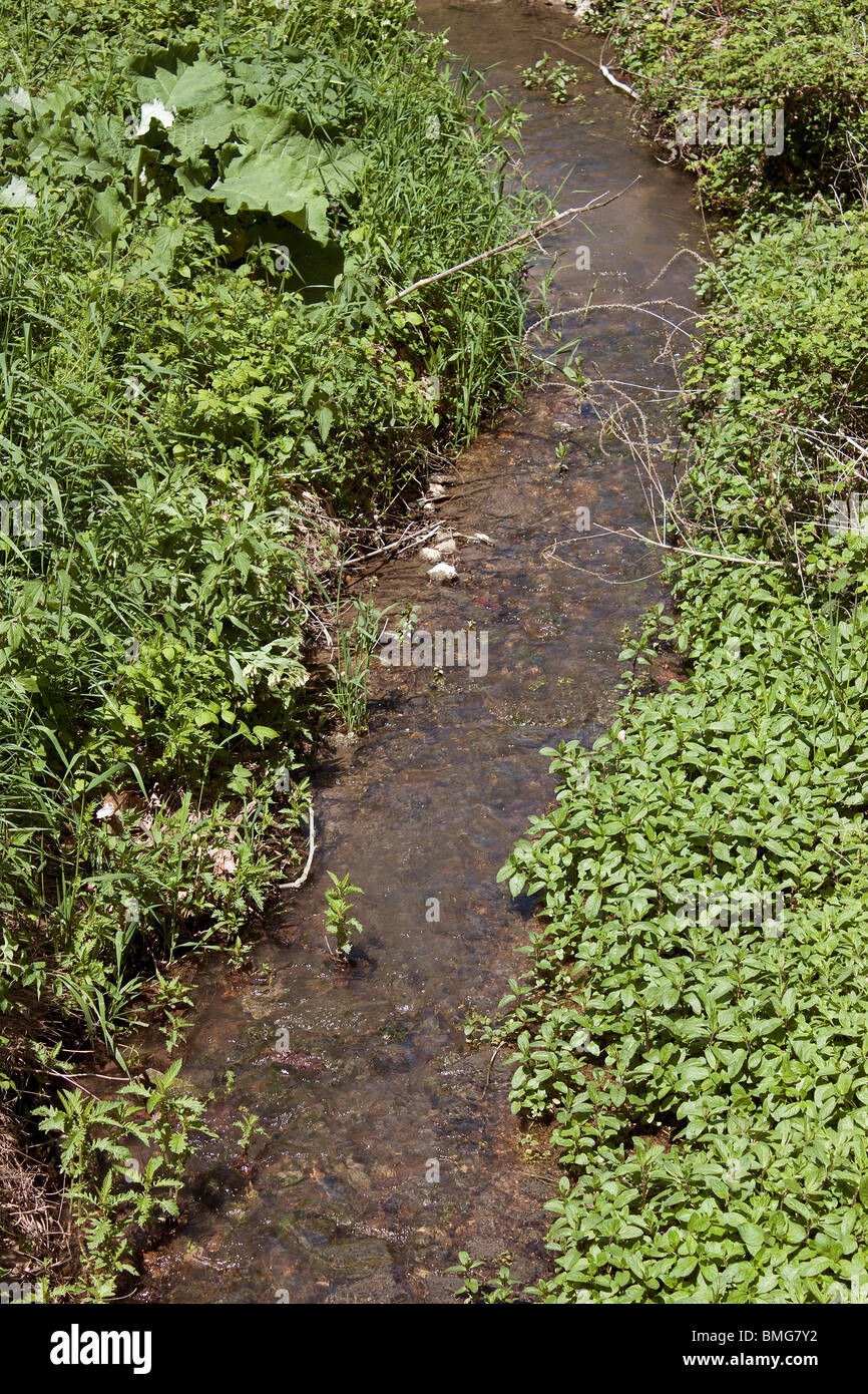 Fotografia di un piccolo fiume delimitata da una vegetazione Foto Stock