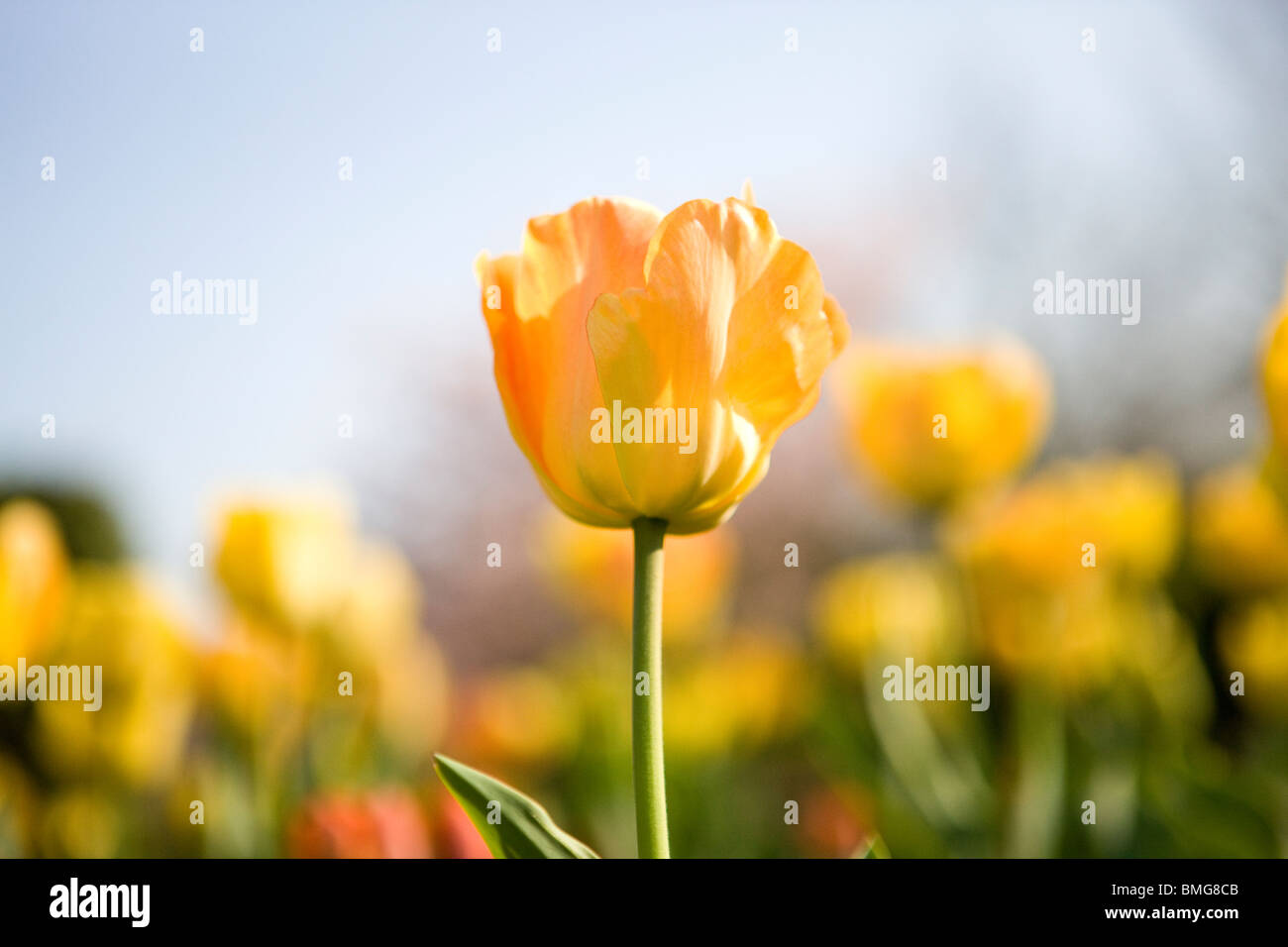 Tulipani gialli in primavera, una stretta fino in primo piano Foto Stock