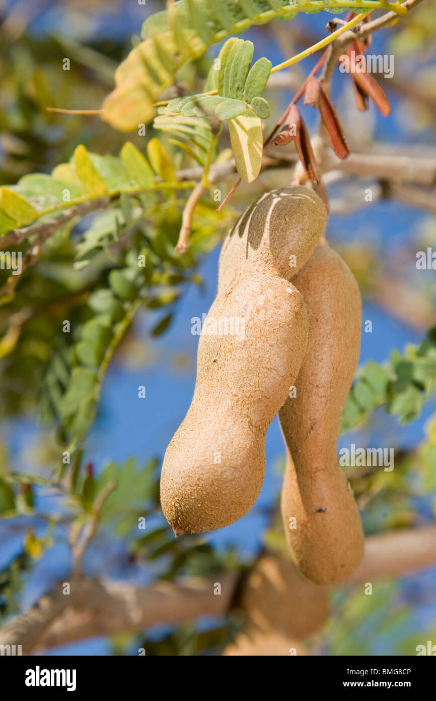Cialde di tamarindo cresce sull'albero Foto Stock
