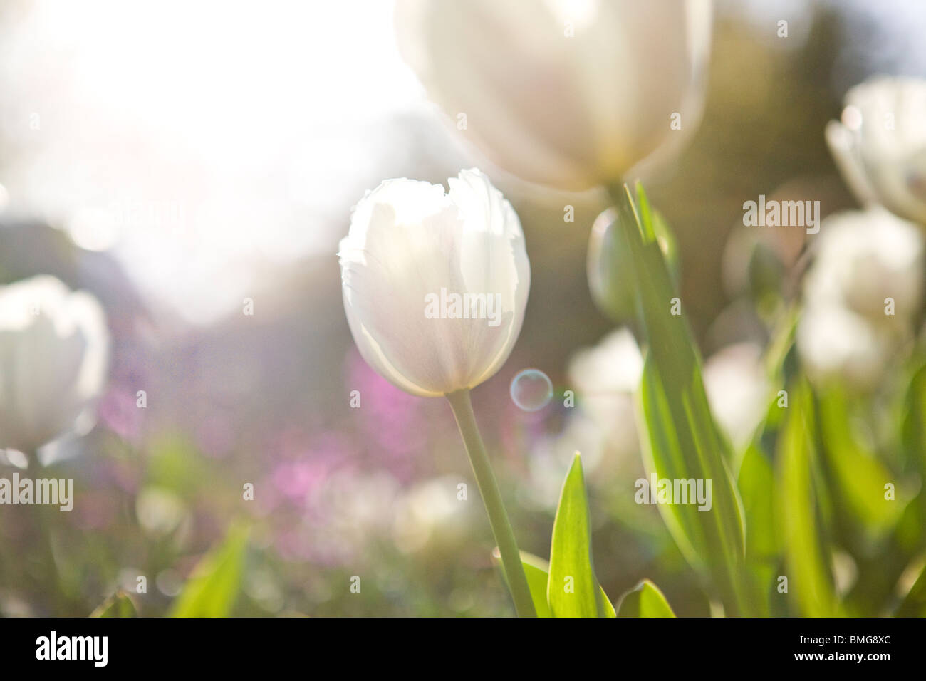 Un bianco e rosa pappagallo tulipani in piena fioritura Foto Stock