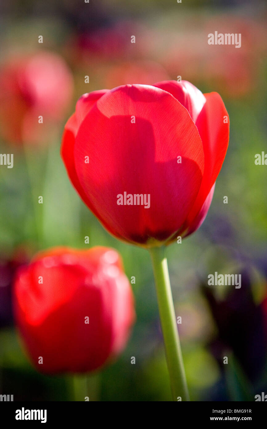 Due tulipani rossi, uno stretto fino in primo piano Foto Stock
