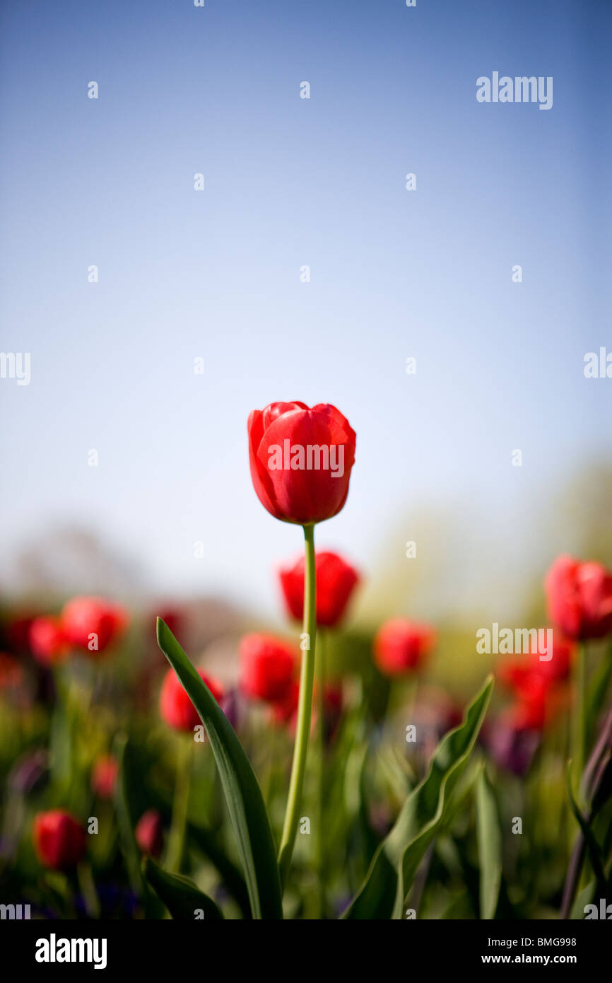 Un letto di tulipani rossi, uno stretto fino Foto Stock