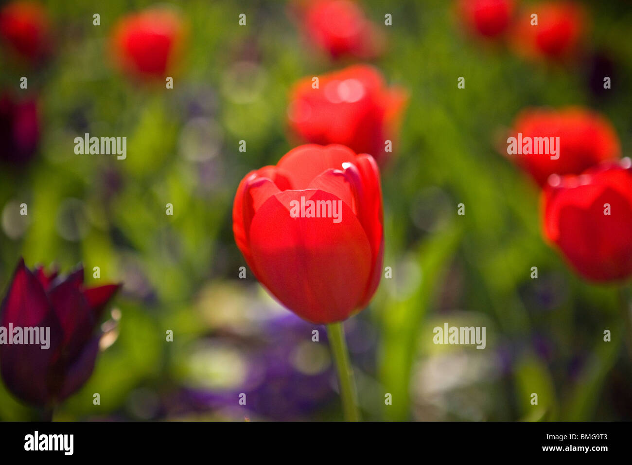 Tulipani rossi in un giardino Foto Stock