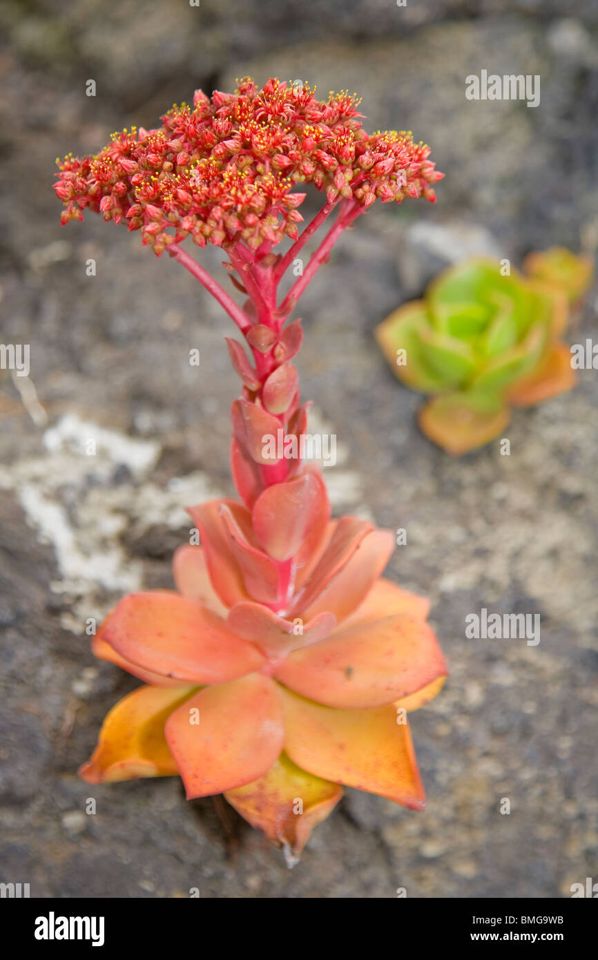 Aeonium nobile in fiore cresce su roccia lavica Foto Stock