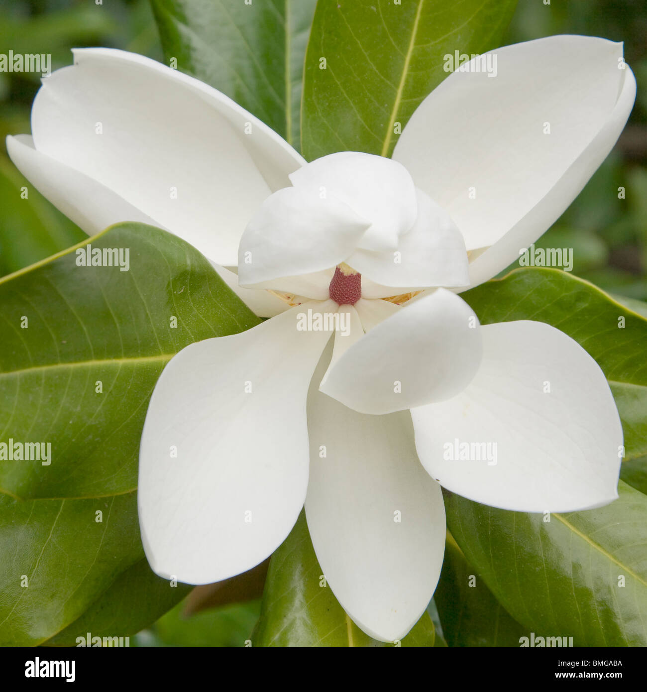 Magnolia grandiflora immagini e fotografie stock ad alta risoluzione ...