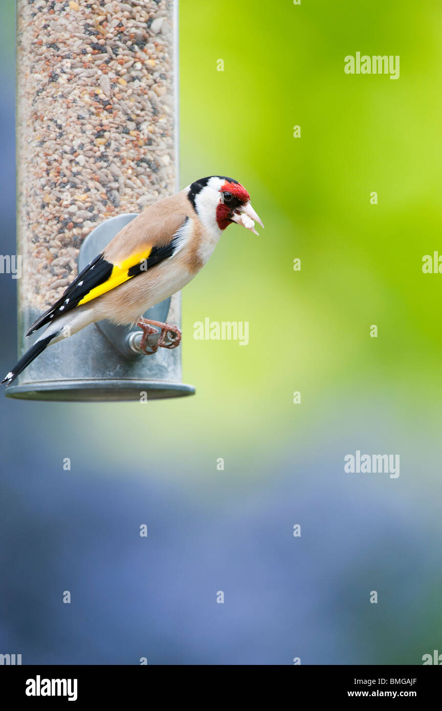 Cardellino sulle sementi di uccello alimentatore in un giardino contro uno sfondo colorato Foto Stock