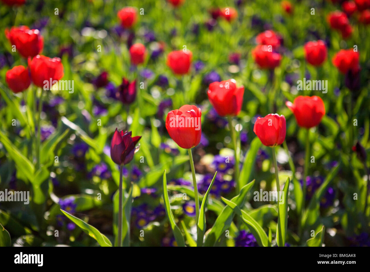 Un letto di tulipani rossi e fiori viola Foto Stock