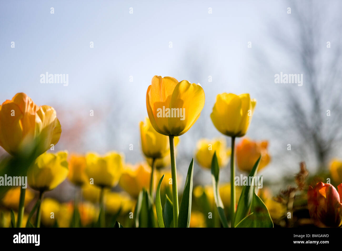 Un letto di tulipani gialli in primavera Foto Stock