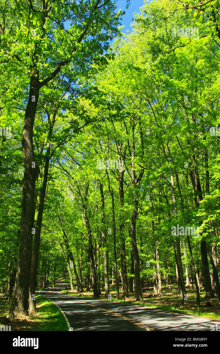 Strada principale, Catoctin Mountain Park, Thurmont, Maryland Foto Stock