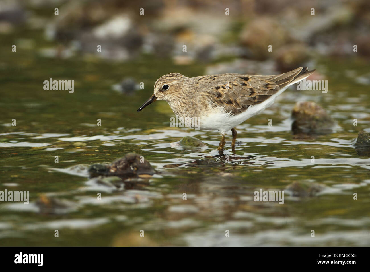 Di Temminck stint (Calidris temminckii) Foto Stock