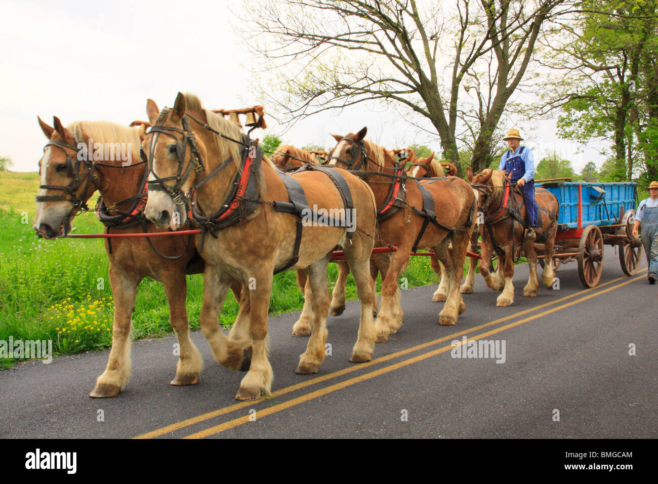 Charlie Lindsay rigidi cavallo sei team Bell, Greencastle, Pennsylvania Foto Stock