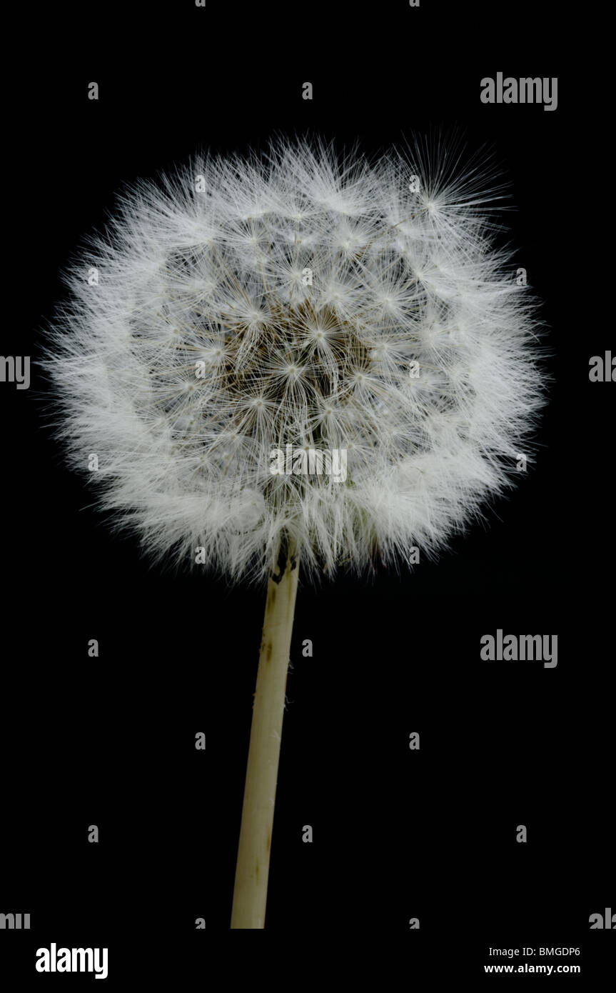 Un paracadute di tarassaco sfera contro uno sfondo nero Foto Stock