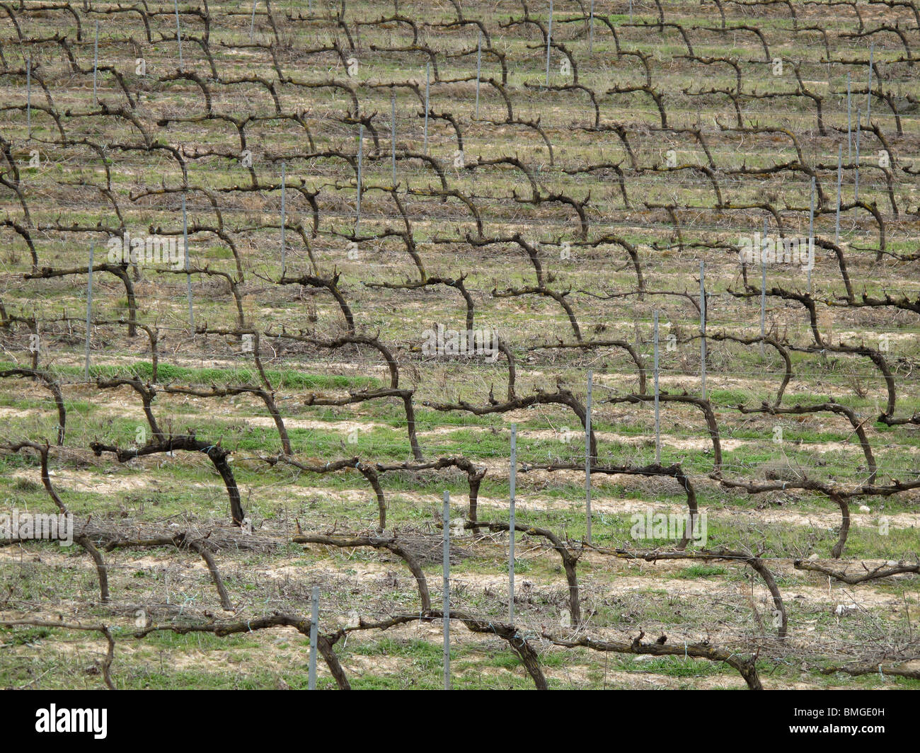 Viñedos en Navarra. España. CAMINO DE SANTIAGO. Vigneti in Navarra. Spagna. Modo di St James. Foto Stock