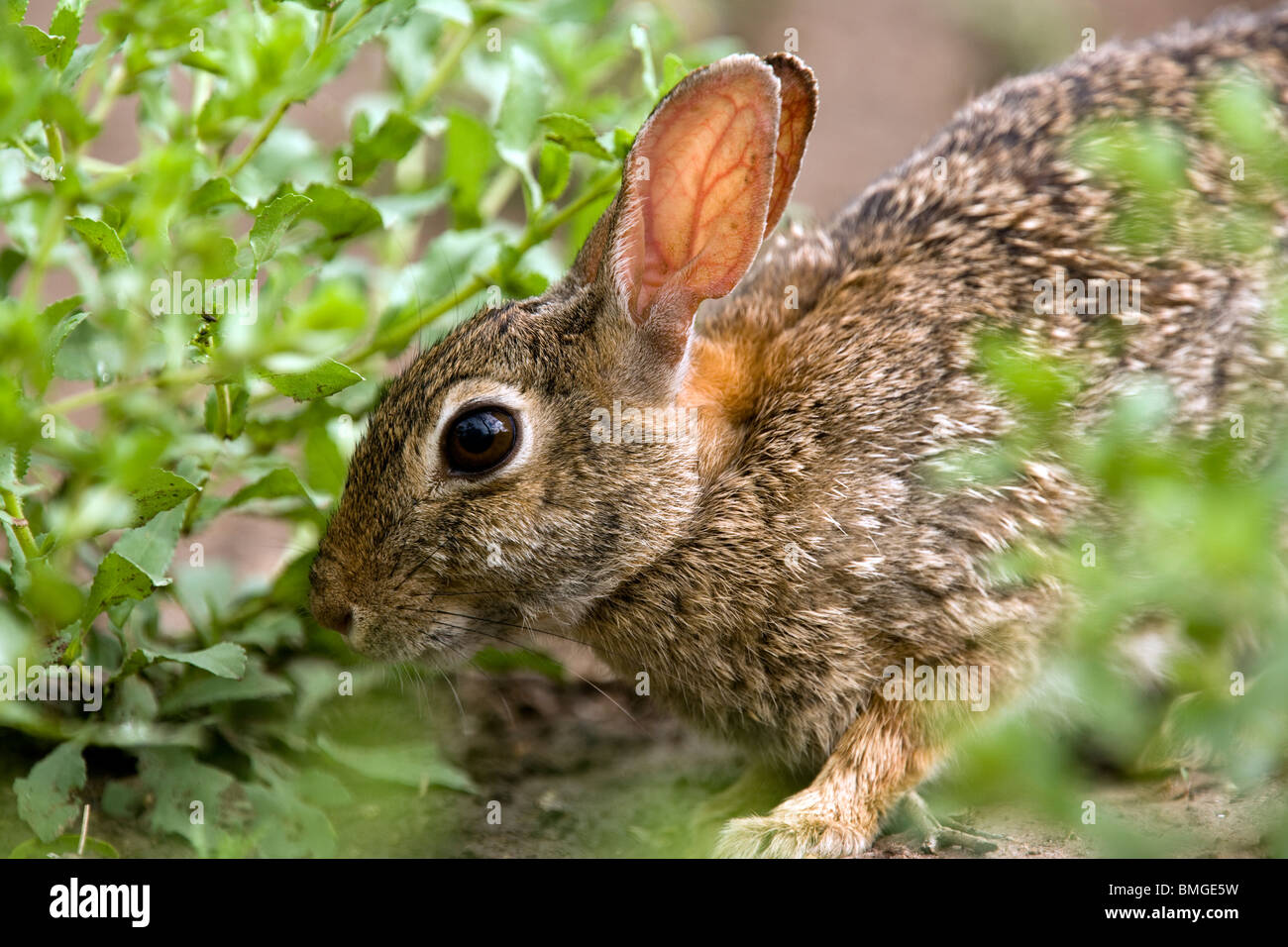 Orientale coniglio silvilago - Los Novios Ranch - vicino a Cotulla, Texas USA Foto Stock