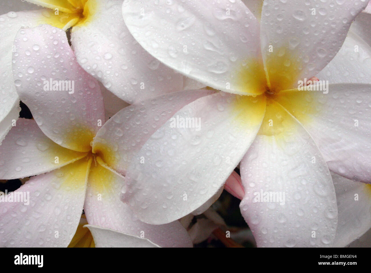 Primo piano dei fiori di plumeria dopo un acquazzone di Honolulu e Oahu, HI Foto Stock