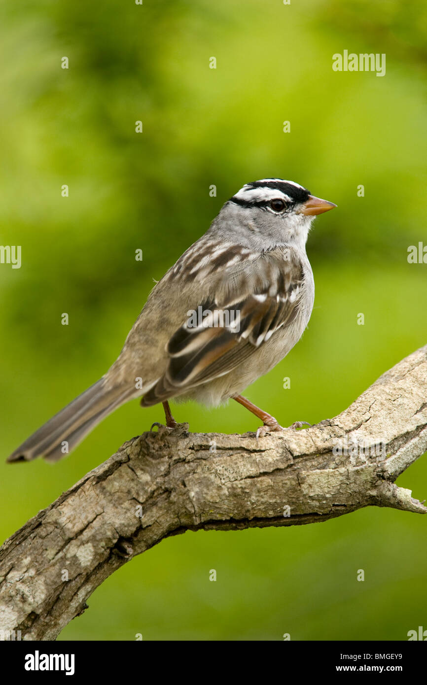 Bianco-incoronato Sparrow - Los Novios Ranch - vicino a Cotulla, Texas USA Foto Stock