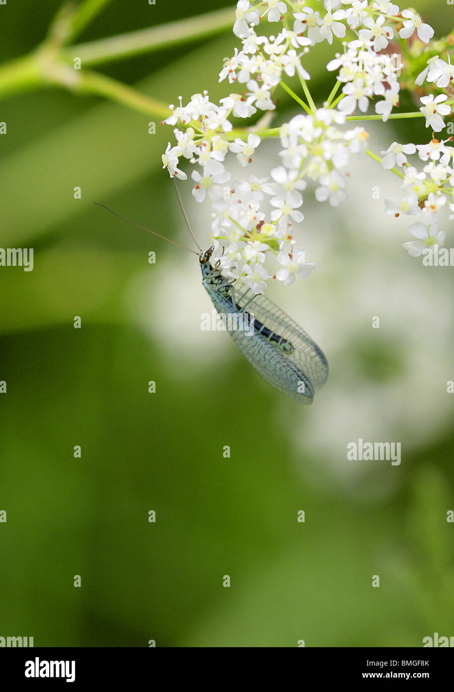 Lacewing blu, Chrysopa perla, Chrysopidae, Neuroptera. Foto Stock