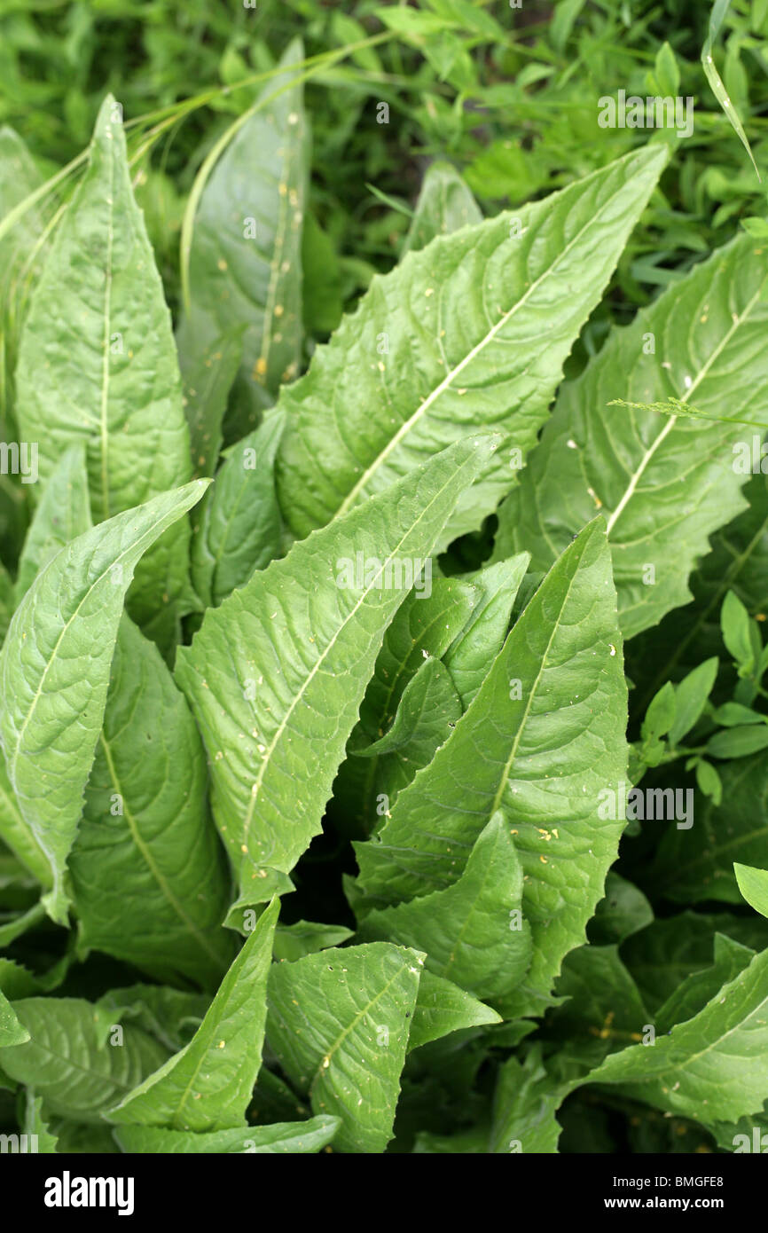 Sfera di foglie di senape, Neslia paniculata, Brassicaceae (Cruciferae) Foto Stock