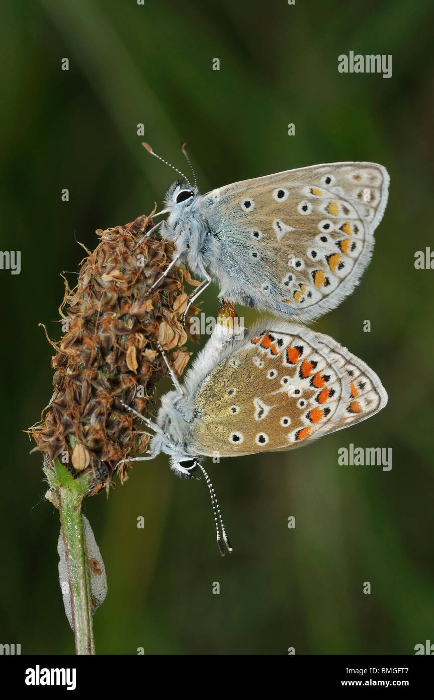 Comune - Blu Polyommatus icarus coppia coniugata su Ribwort piantaggine seme head Foto Stock