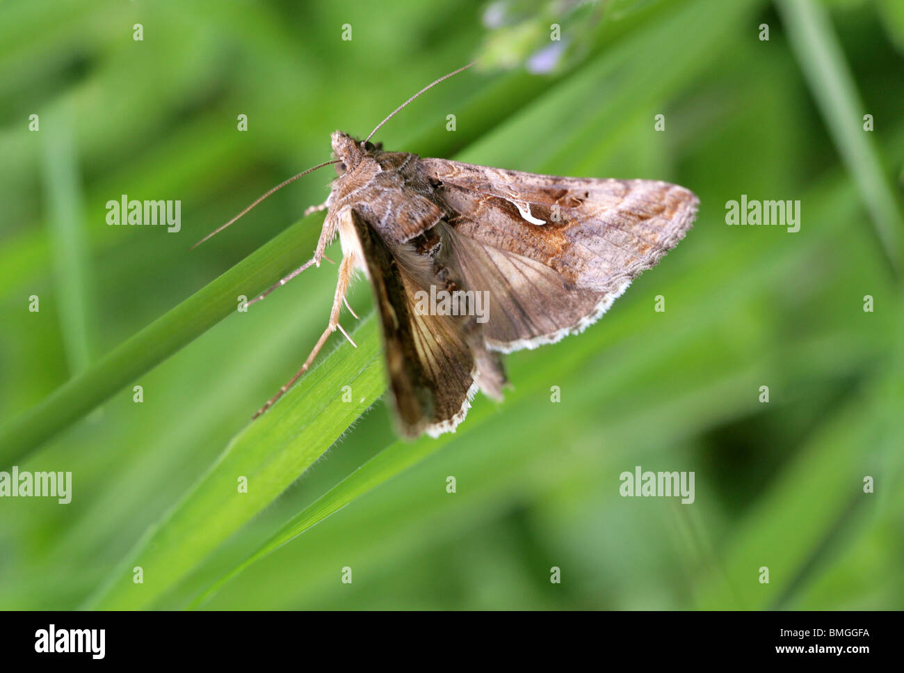 Argento Y Tarma Autographa gamma Noctuidae. Foto Stock
