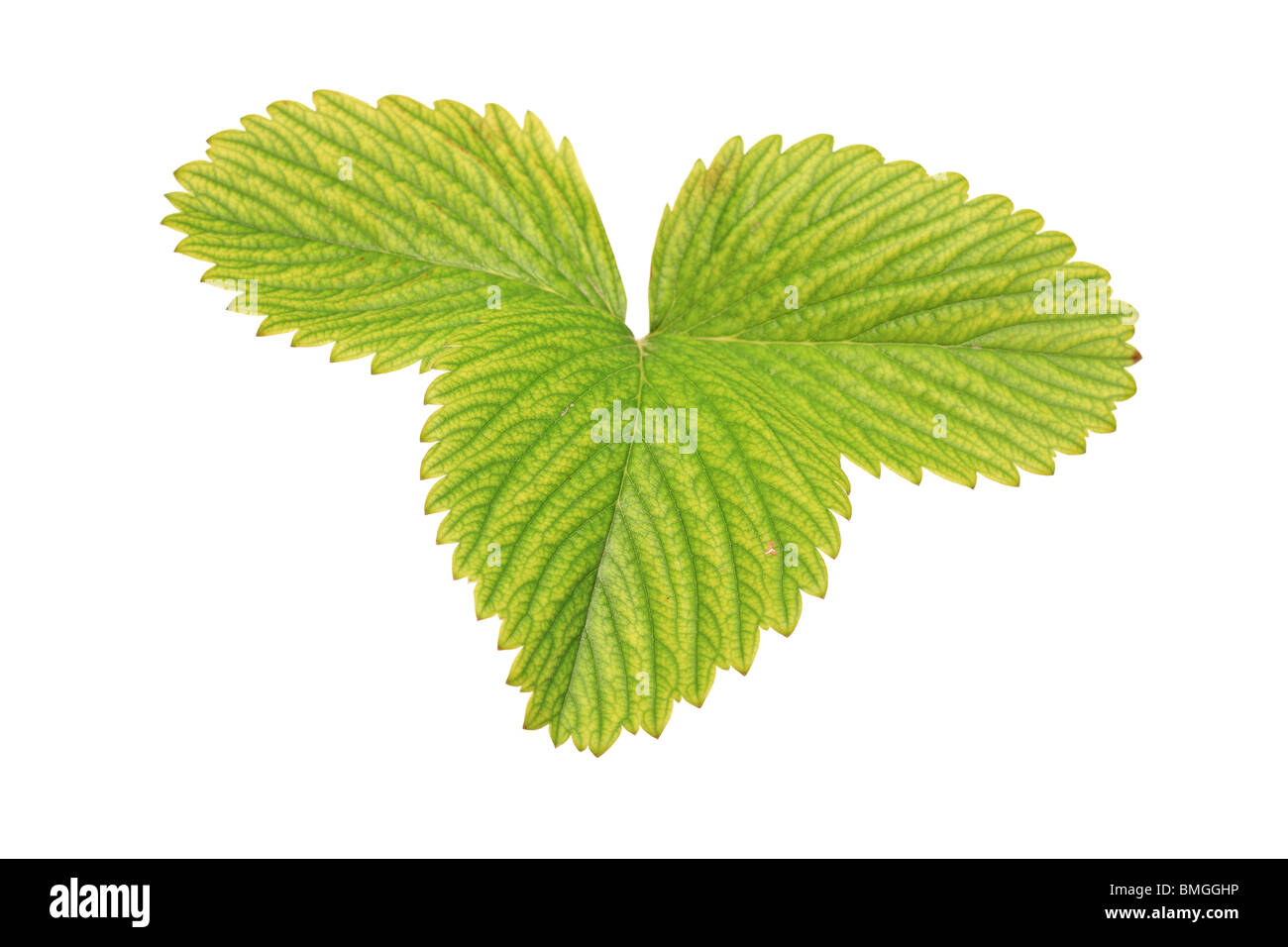 Foglia di fragola Foto Stock