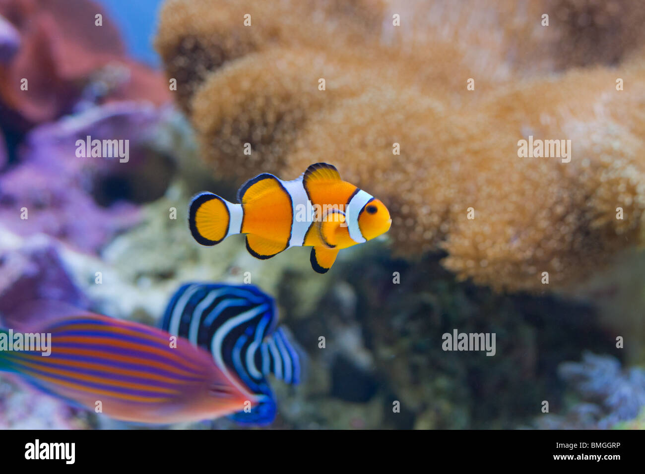 Clownfish in un acquario. Foto Stock