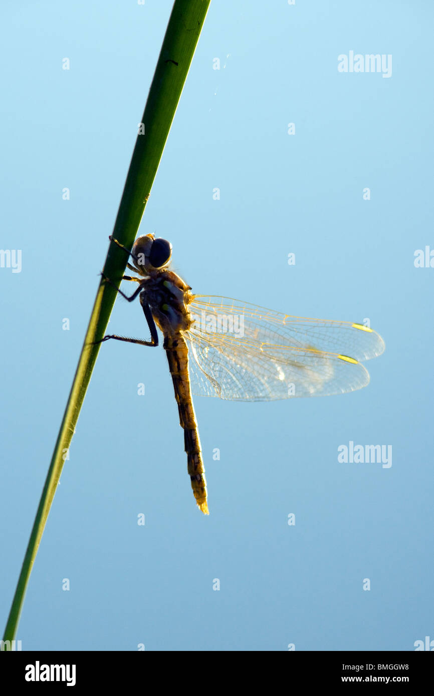 Dragonfly - Los Novios Ranch - vicino a Cotulla, Texas USA Foto Stock