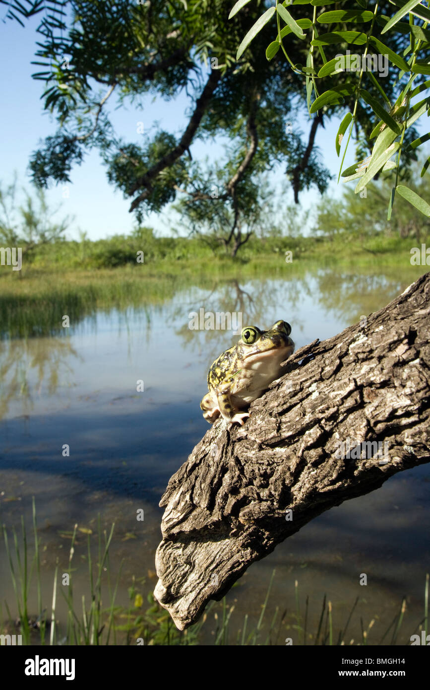 Il lettino Spadefoot Toad - Los Novios Ranch - vicino a Cotulla, Texas USA Foto Stock