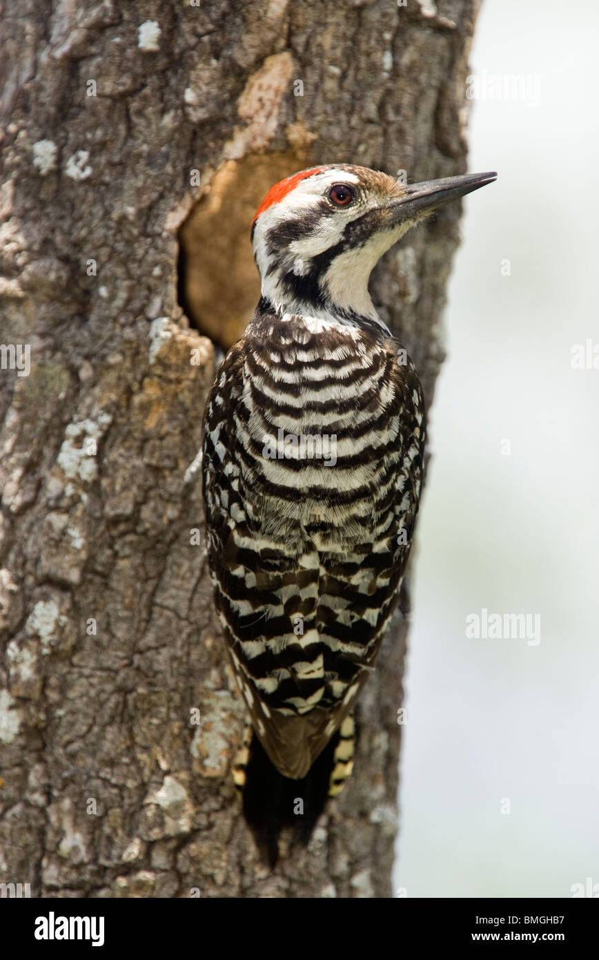 Scala-backed Woodpecker - Los Novios Ranch - vicino a Cotulla, Texas USA Foto Stock