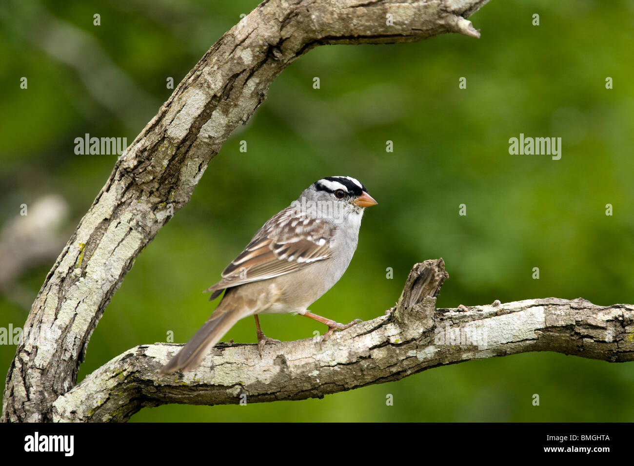 Bianco-incoronato Sparrow - Los Novios Ranch - vicino a Cotulla, Texas USA Foto Stock