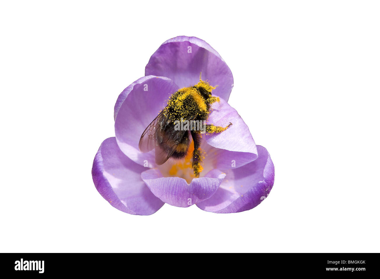 Bumblebee coperti di polline rovistando nel fiore Crocus Foto Stock