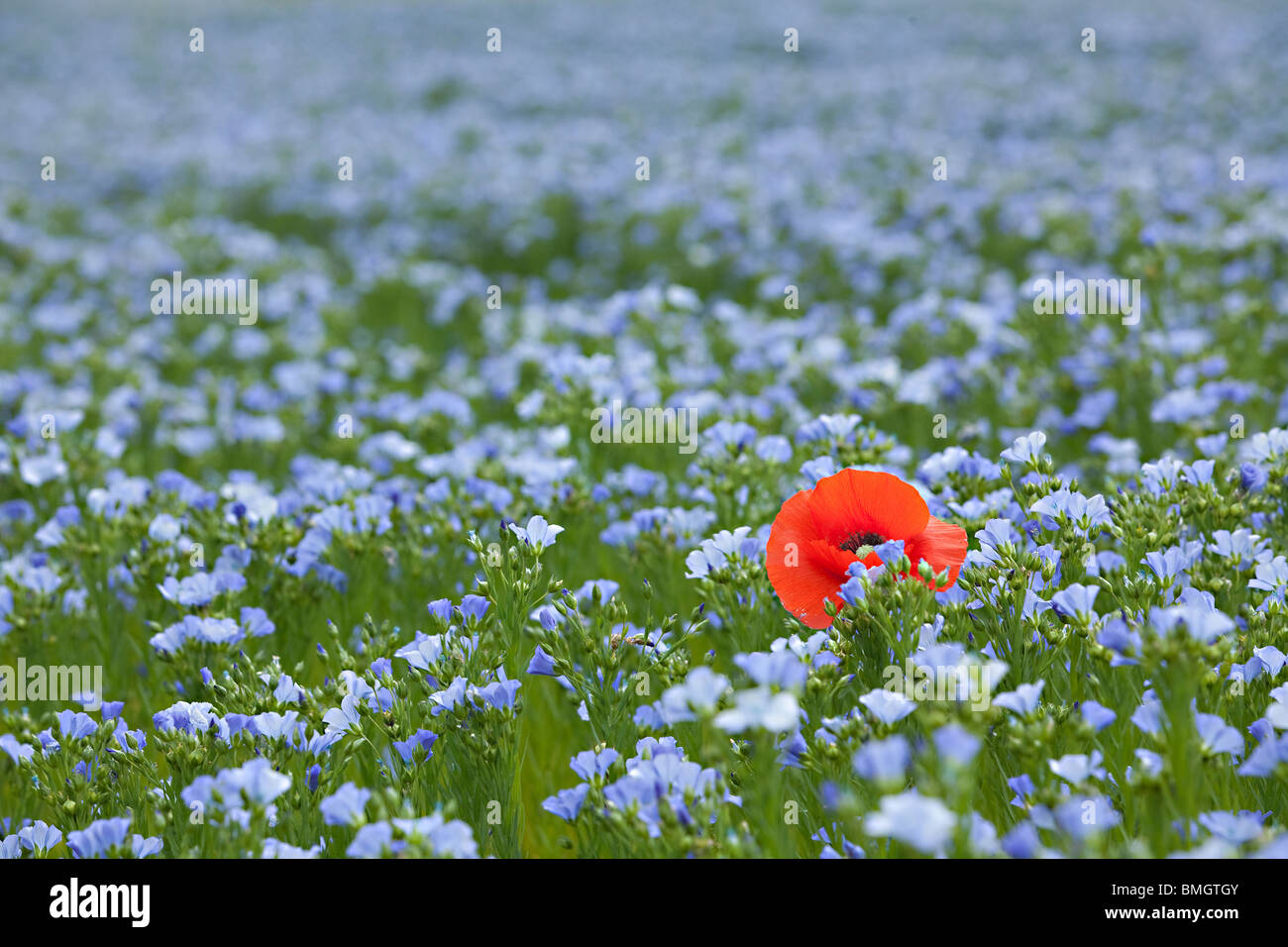 Singolo papavero rosso in blu campo di lino a molla, profondità di campo Foto Stock