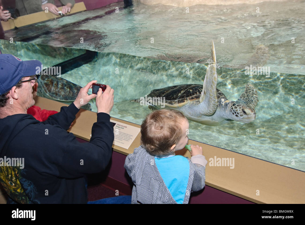 La nuova tartaruga verde (Chelonia Mydas) presentano al Monterey Bay Aquarium. Foto Stock