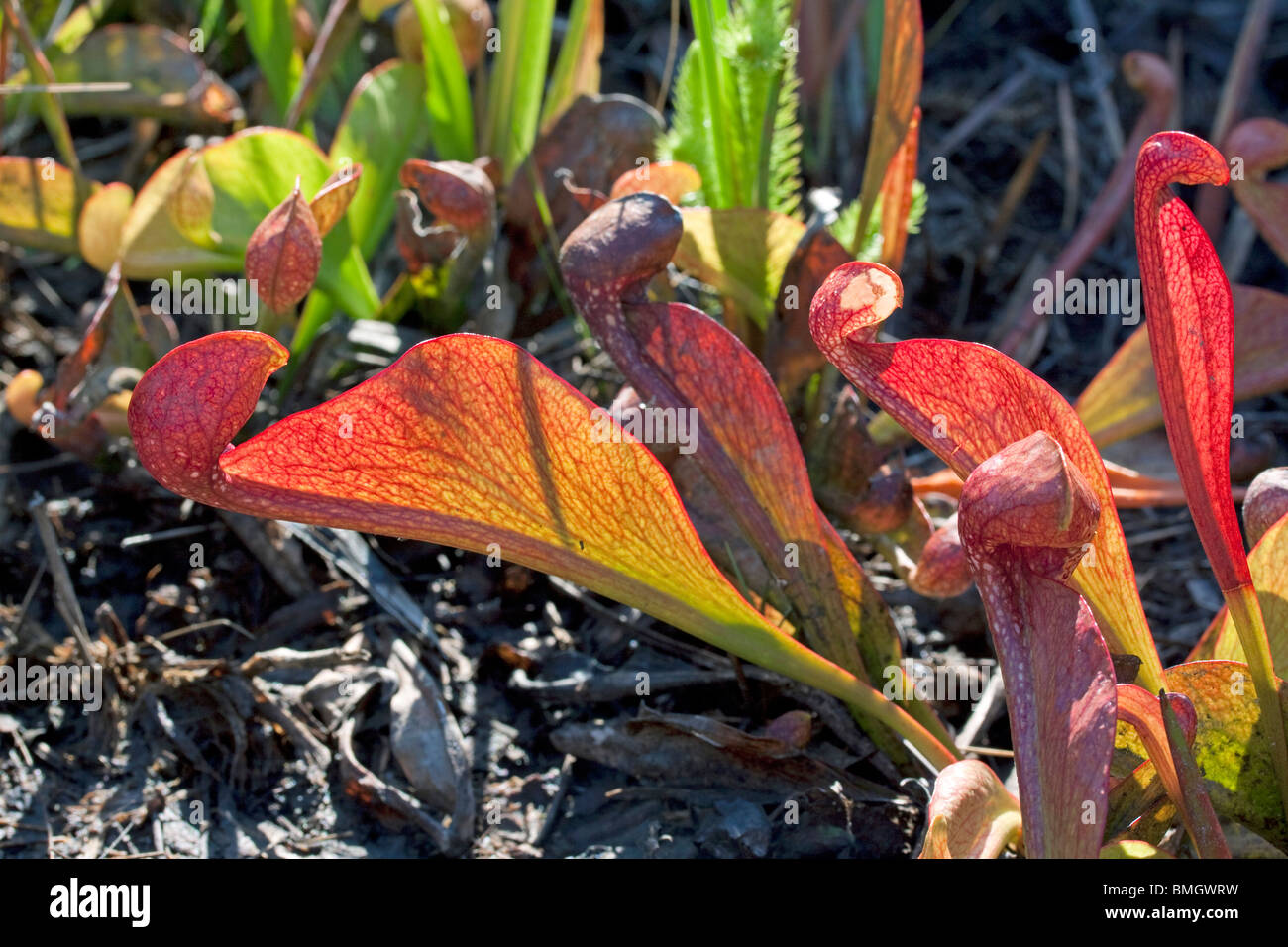 Pappagallo carnivore pianta brocca Sarracenia psittacina Southeastern USA Foto Stock