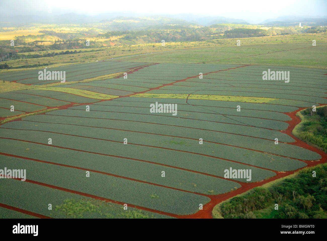 Vista aerea di campi di ananas, North Shore Oahu, Hawaii Foto Stock