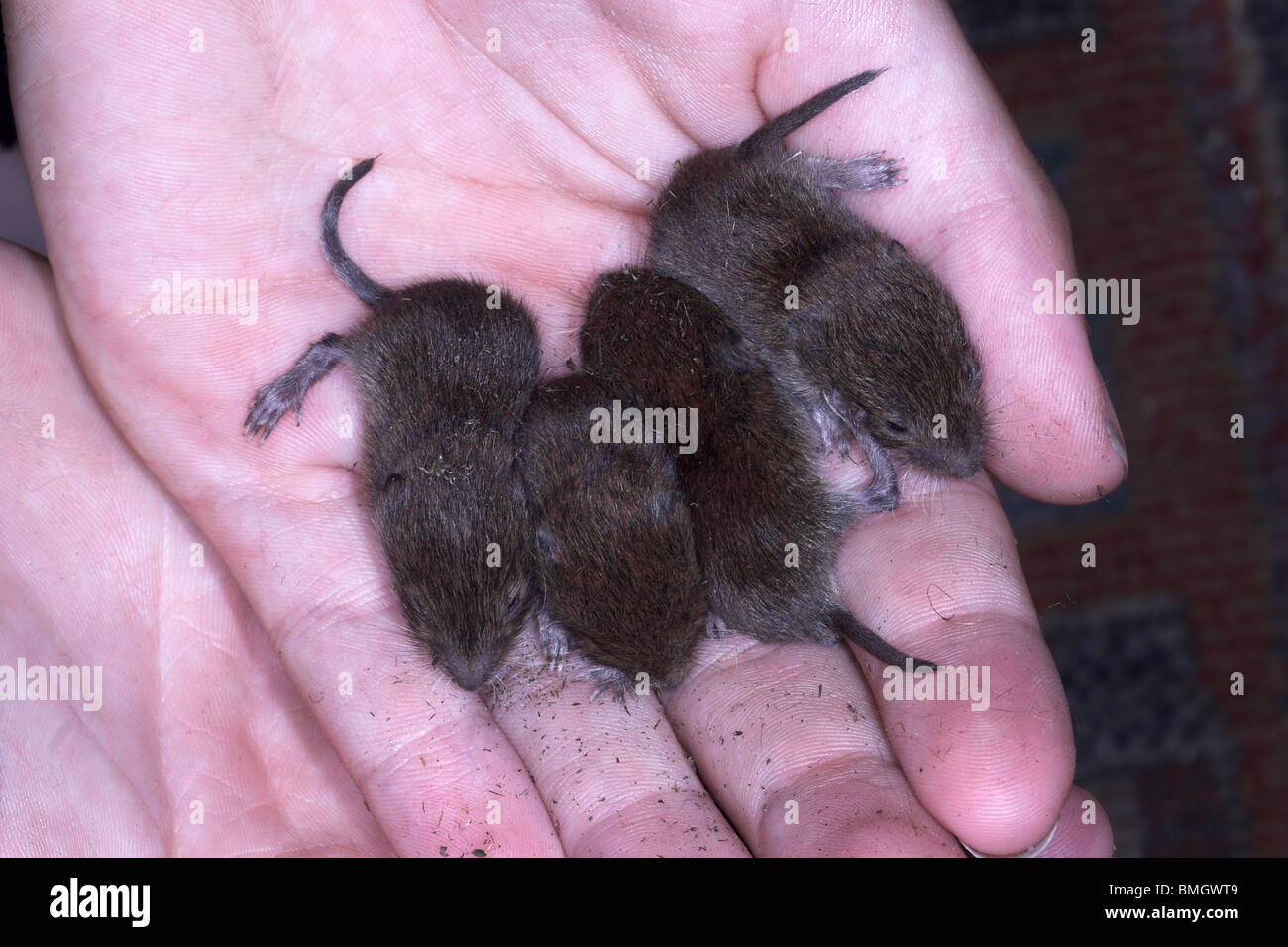 Salvato baby topi legno Apodemus sylvaticus in childs mano. Inghilterra Foto Stock