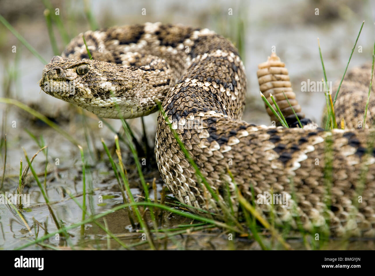 Western Diamondback Rattlesnake - Los Novios Ranch - vicino a Cotulla, Texas USA Foto Stock