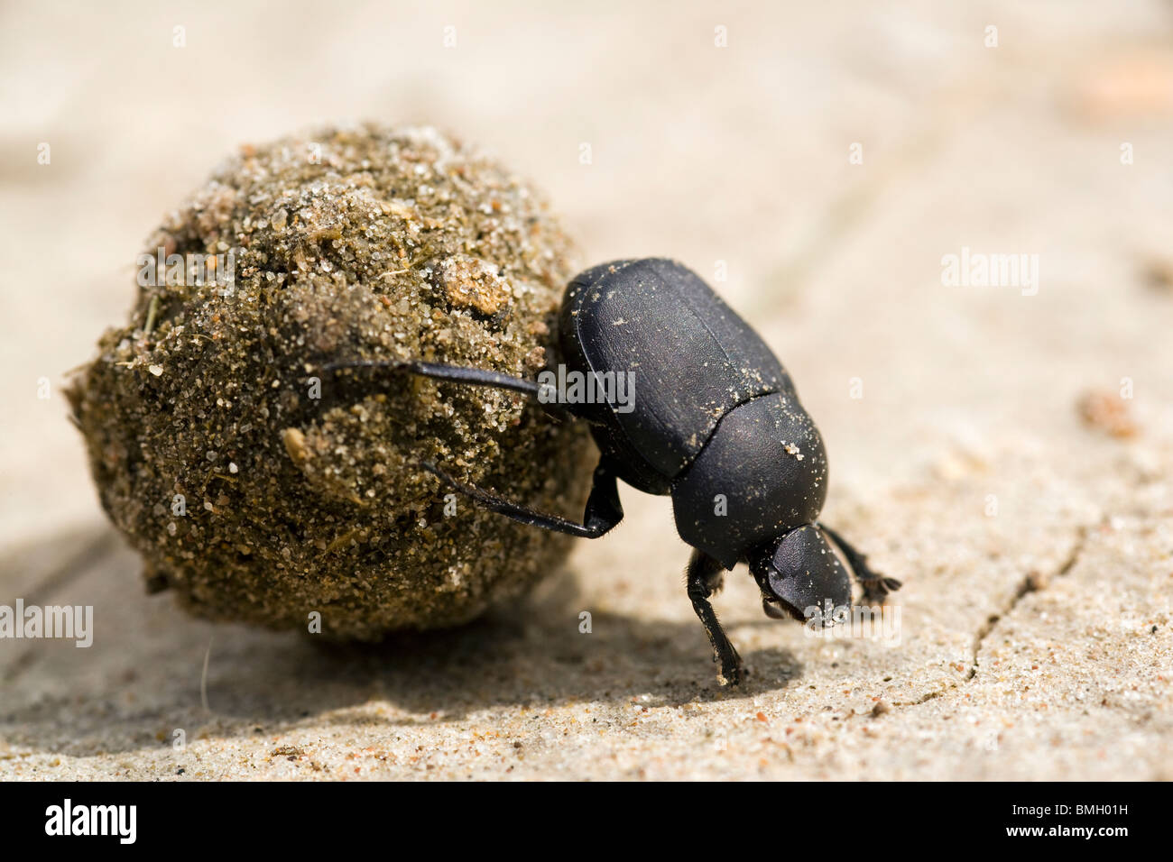 Dung Beetle - Los Novios Ranch - vicino a Cotulla, Texas USA Foto Stock