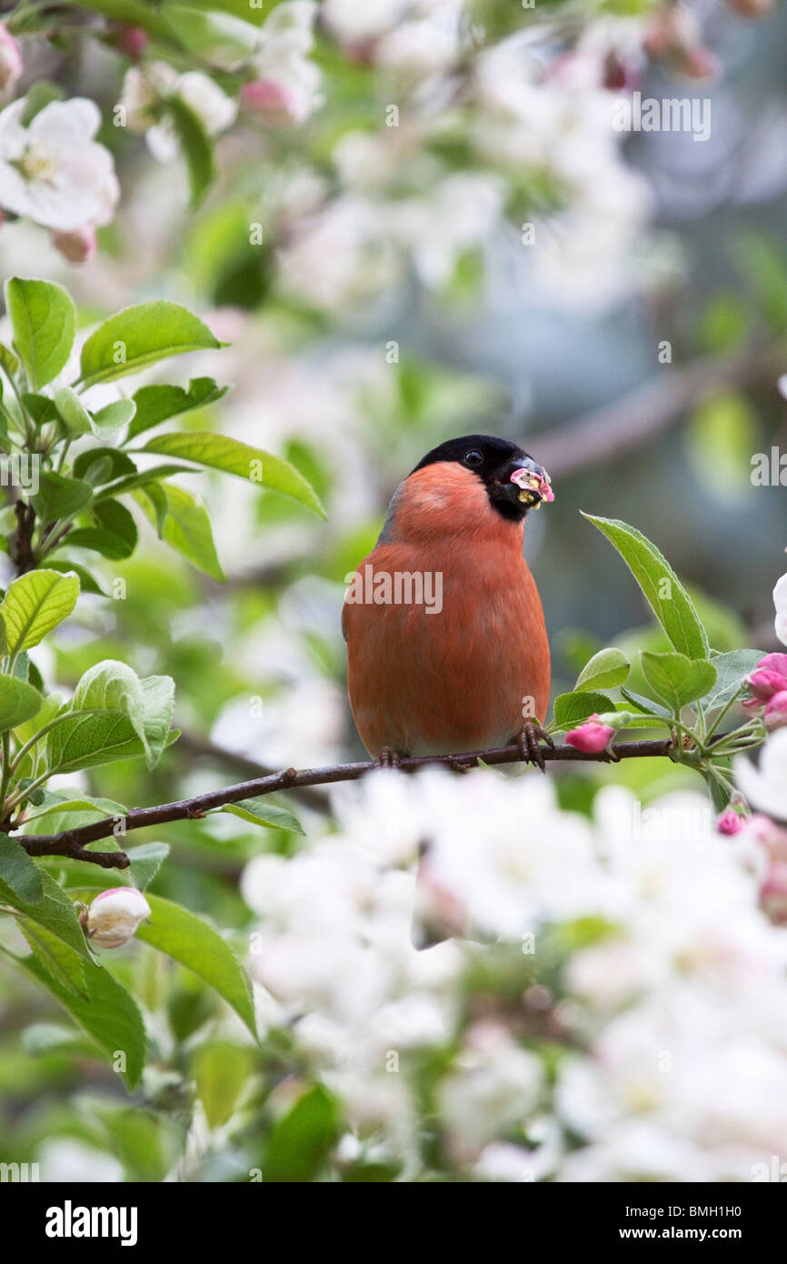 Bullfinch maschio in crab apple albero pieno di fiori , in Inghilterra, Regno Unito Foto Stock