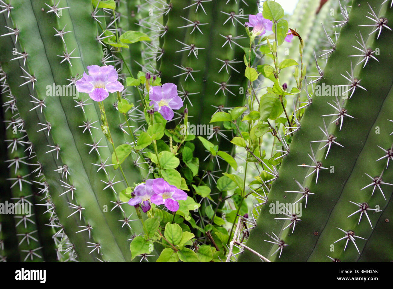 Fiori viola sulla vite fino allo scorrimento attraverso cactus spinoso koko giardino botanico, Oahu, hi Foto Stock