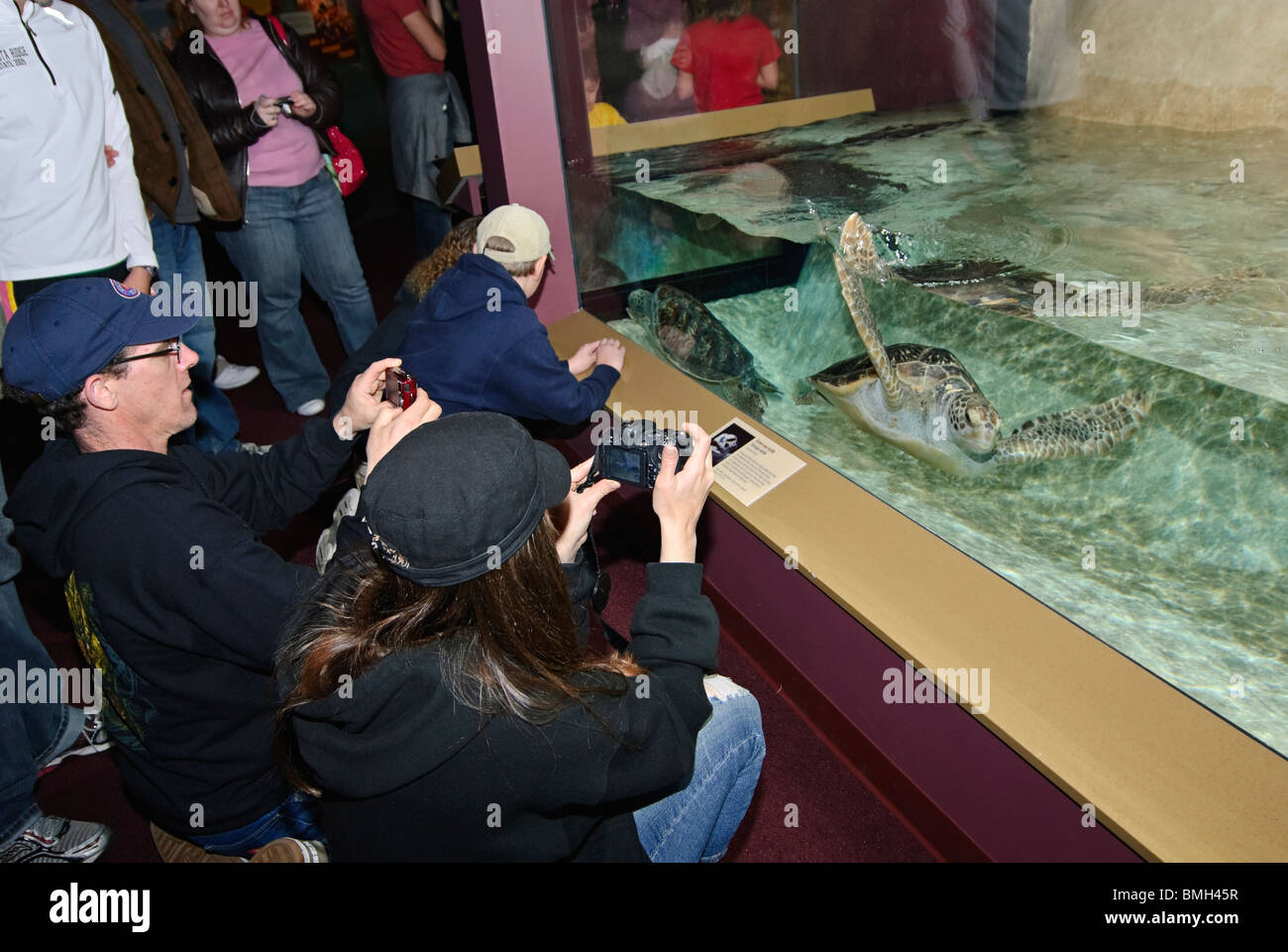 La nuova tartaruga verde (Chelonia Mydas) presentano al Monterey Bay Aquarium. Foto Stock