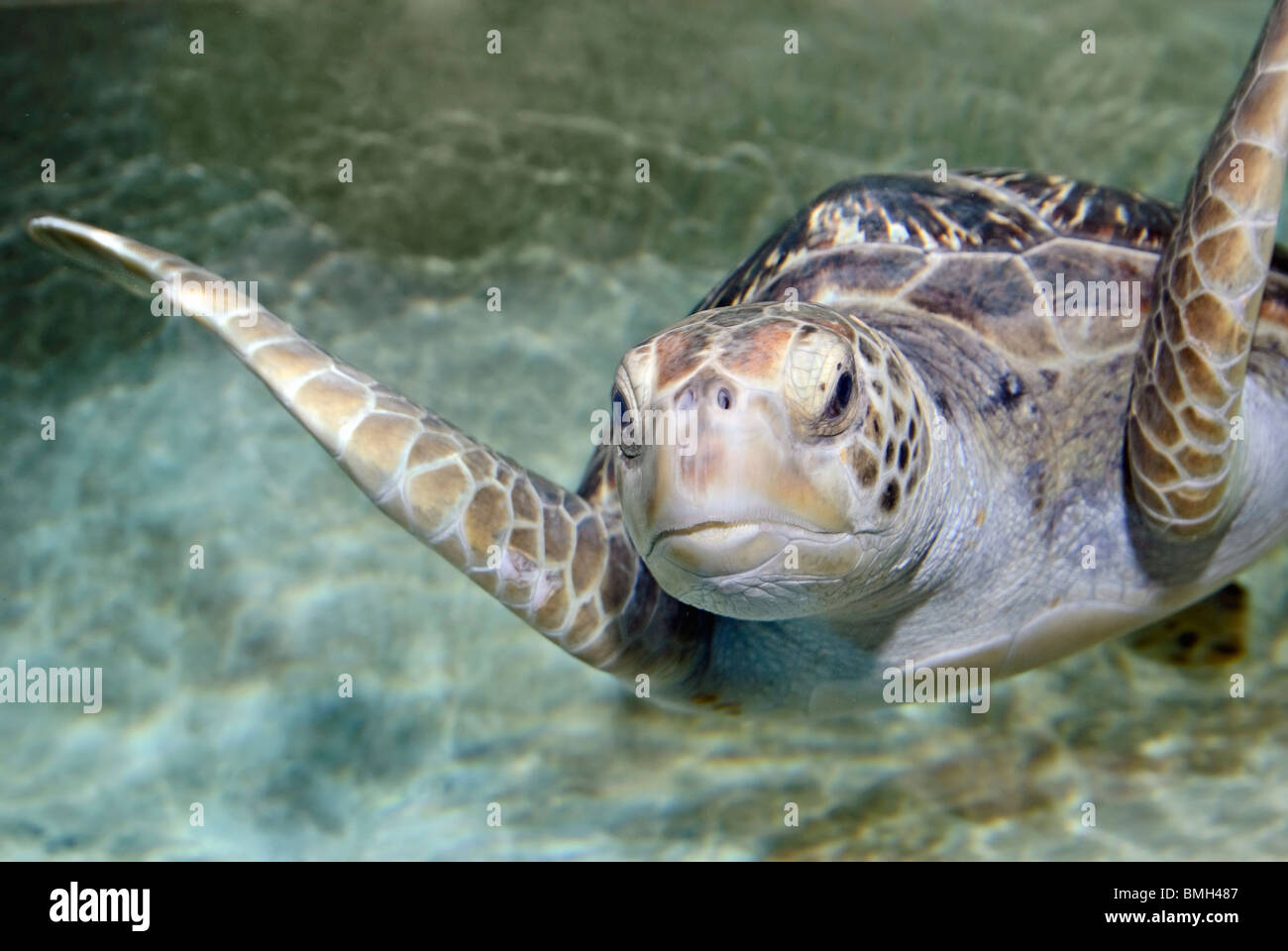 La nuova tartaruga verde (Chelonia Mydas) presentano al Monterey Bay Aquarium. Foto Stock