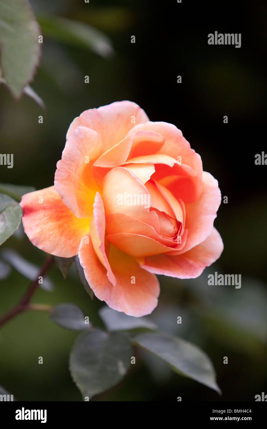 Rosa Pat Austin, David Austin Roses, England, Regno Unito Foto Stock