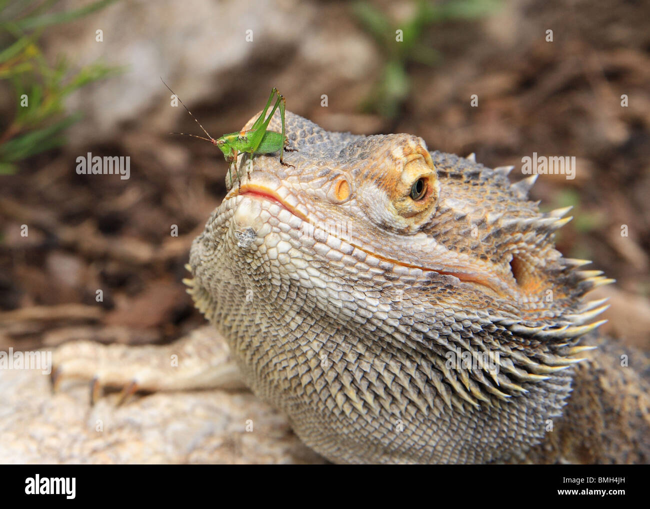 Drago barbuto lizard seduti all'aperto con una cavalletta verde bug in piedi sul suo naso Foto Stock