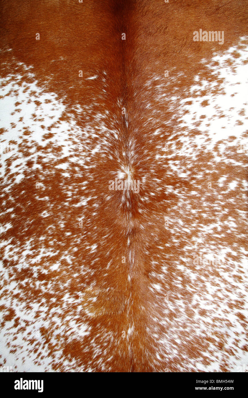 La texture della pelle di mucca Foto Stock