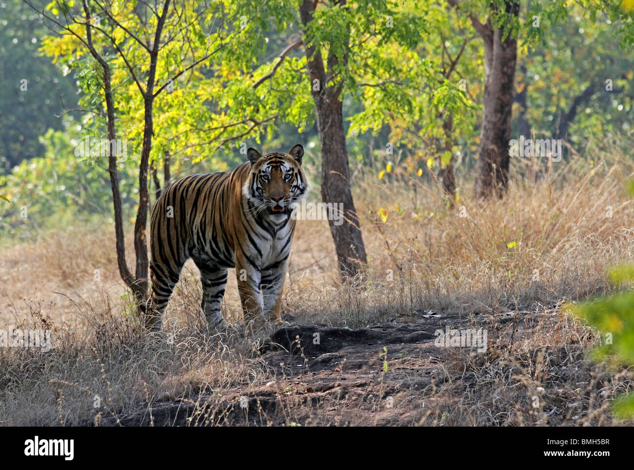 Un giovane tigre maschio in piedi su una collina in Bandhavgarh National Park, India Foto Stock