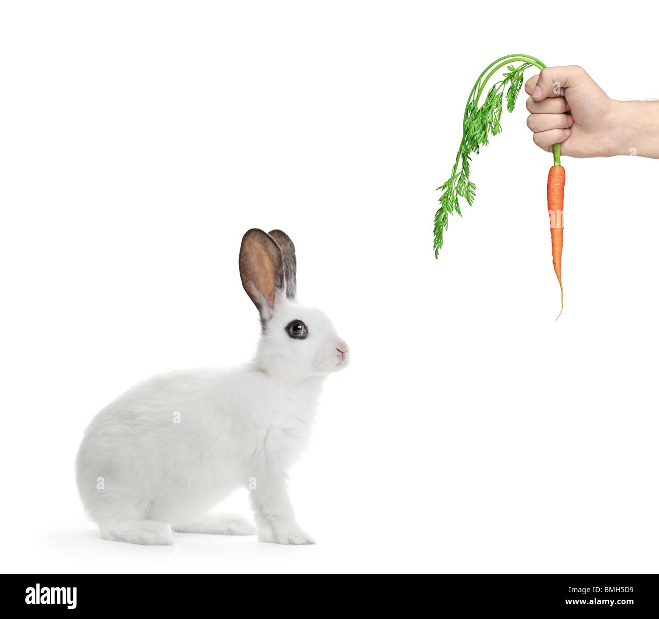 Un coniglio bianco e una mano che tiene una carota Foto Stock
