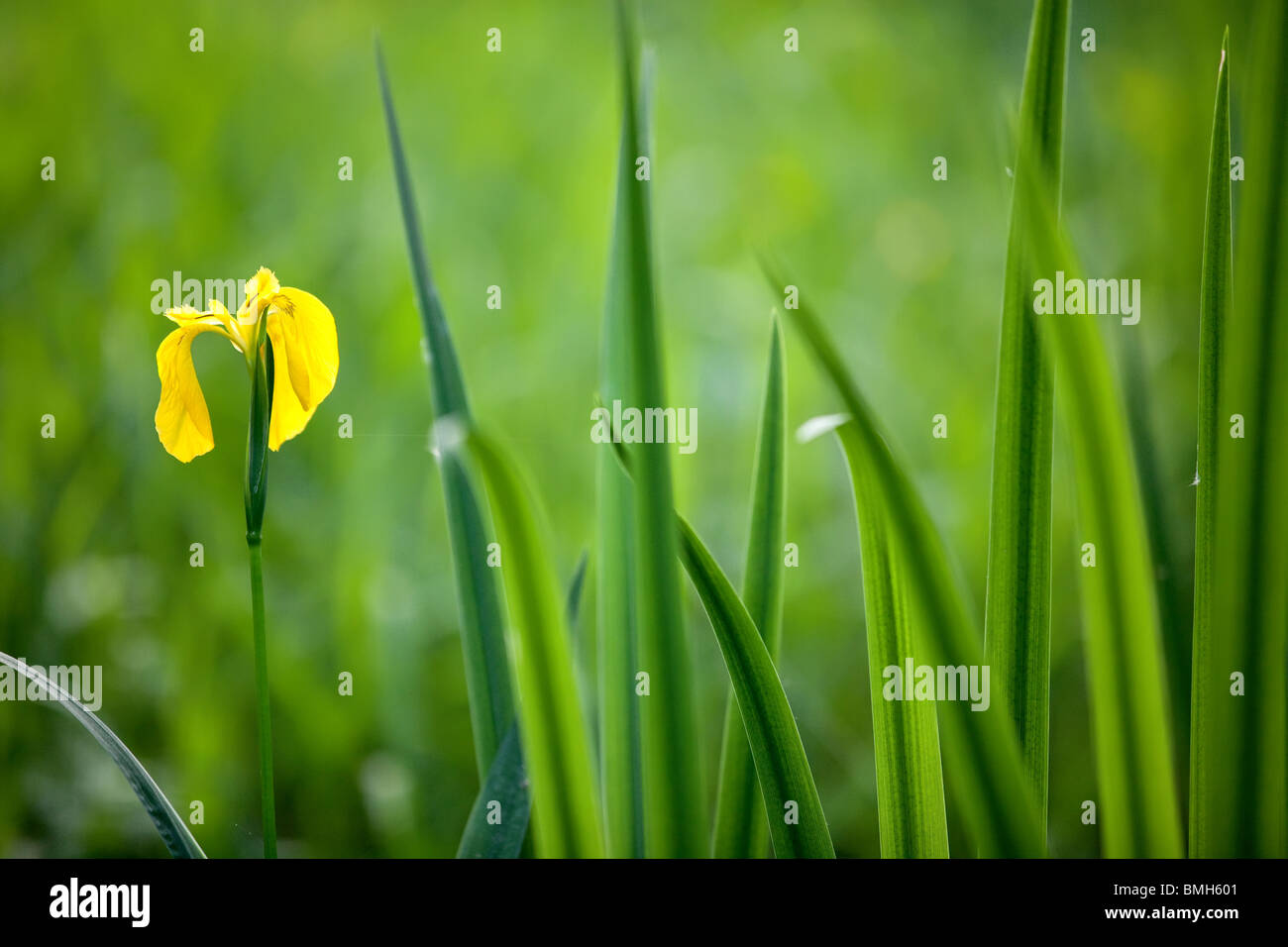 Iris gialla di fiori selvaggi con foglie in terra di palude Foto Stock